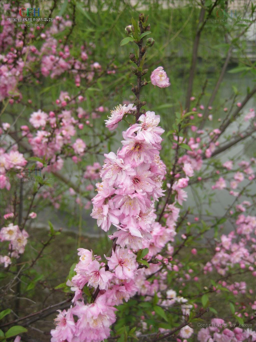 گیلاس کره ای